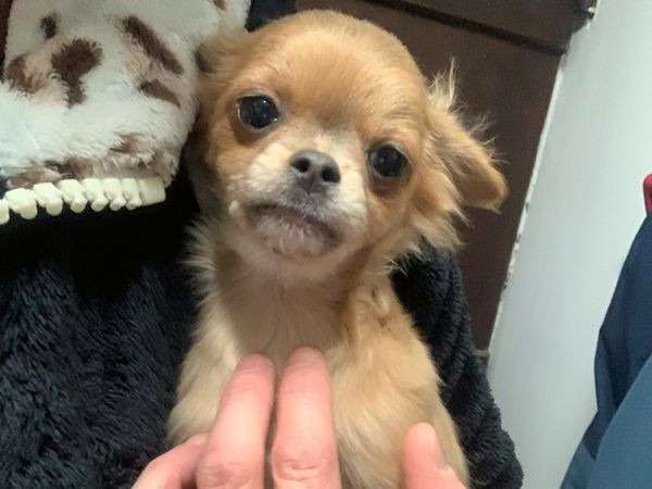 Un chiot Chihuahua mâle couleur sable non LOF de juillet 2021 à vendre