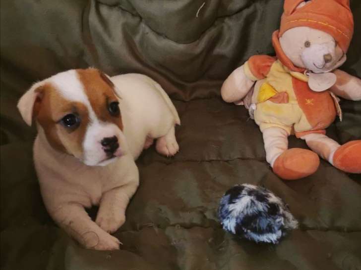 À réserver, trois chiots Jack Russell Terrier nés en novembre 2021 LOF