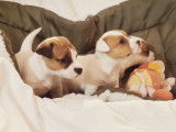À réserver, trois chiots Jack Russell Terrier nés en novembre 2021 LOF