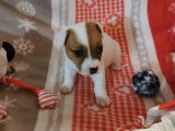 À réserver, trois chiots Jack Russell Terrier nés en novembre 2021 LOF