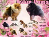 Saillie Etalon Spitz Nain Pomeranian Multi CH