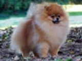Saillie Etalon Spitz Nain Pomeranian Multi CH