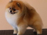 Saillie Etalon Spitz Nain Pomeranian Multi CH