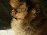 Saillie Etalon Spitz Nain Pomeranian Multi CH