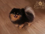Saillie Etalon Spitz Nain Pomeranian Multi CH