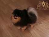 Saillie Etalon Spitz Nain Pomeranian Multi CH