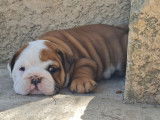 Chiot Bouledogue Anglais rouge panaché de blanc LOF à vendre