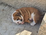 Chiot Bouledogue Anglais rouge panaché de blanc LOF à vendre