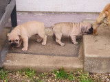 Chiots Bouledogue Français LOF à vendre