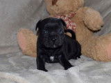 À réserver 3 chiots femelles Staffordshire Bull Terrier de novembre 2021 LOF