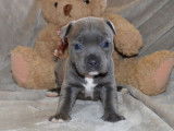 À réserver 3 chiots femelles Staffordshire Bull Terrier de novembre 2021 LOF