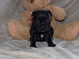À réserver 3 chiots femelles Staffordshire Bull Terrier de novembre 2021 LOF