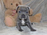 À réserver 3 chiots femelles Staffordshire Bull Terrier de novembre 2021 LOF