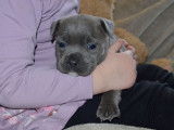 À réserver 3 chiots femelles Staffordshire Bull Terrier de novembre 2021 LOF