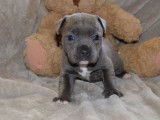 À réserver 3 chiots femelles Staffordshire Bull Terrier de novembre 2021 LOF