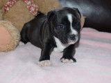 À réserver 3 chiots femelles Staffordshire Bull Terrier de novembre 2021 LOF