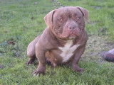 Disponible de suite une chienne American Bully non LOF de couleur chocolat