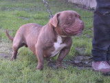 Disponible de suite une chienne American Bully non LOF de couleur chocolat
