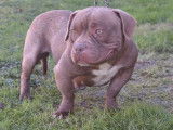 Disponible de suite une chienne American Bully non LOF de couleur chocolat