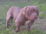 Disponible de suite une chienne American Bully non LOF de couleur chocolat