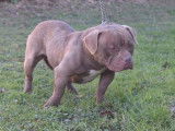 Disponible de suite une chienne American Bully non LOF de couleur chocolat