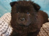 2 chiots Chow Chow de couleur noire à vendre (LOF)