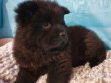 2 chiots Chow Chow de couleur noire à vendre (LOF)