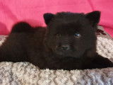 2 chiots Chow Chow de couleur noire à vendre (LOF)