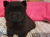 2 chiots Chow Chow de couleur noire à vendre (LOF)