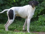 Chien adulte mâle Pointer blanc et noir de 3 ans LOF à acheter