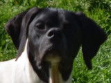 Chien adulte mâle Pointer blanc et noir de 3 ans LOF à acheter