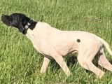 Chien adulte mâle Pointer blanc et noir de 3 ans LOF à acheter