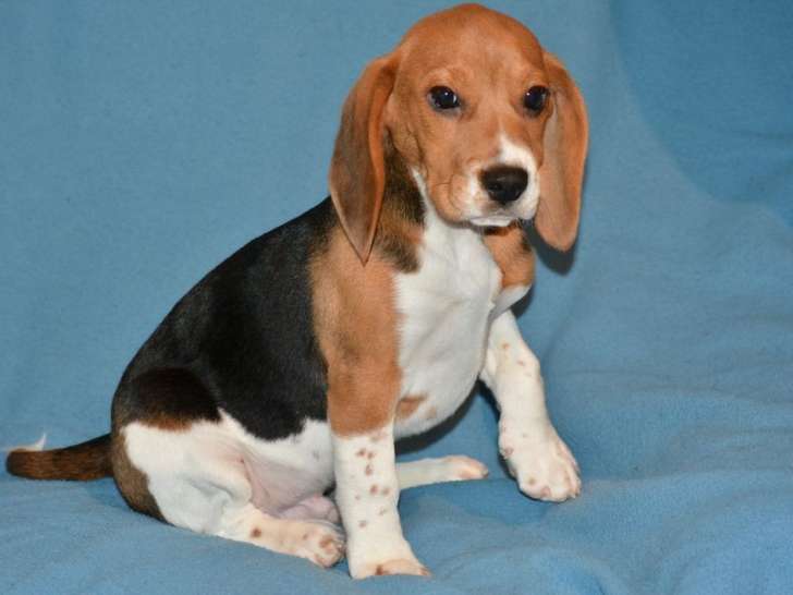 Chiot mâle Beagle LOF tricolore disponible à l’achat