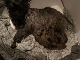 Attachants chiots Cairn Terriers LOF, deux femelles et quatre mâles fauve bringé à retenir pour janvier 2022