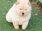 Chiot de type Chow Chow m&acirc;le &agrave; vendre