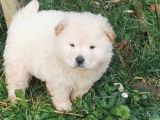 Chiot de type Chow Chow m&acirc;le &agrave; vendre