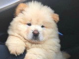 Chiot femelle Chow Chow blanche à vendre
