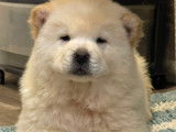 Chiot femelle Chow Chow blanche à vendre