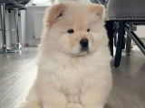 Chiot femelle Chow Chow blanche à vendre