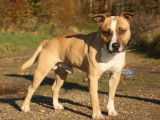 American Staffordshire Terrier LOF de 6 ans à donner
