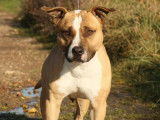 American Staffordshire Terrier LOF de 6 ans à donner
