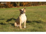 American Staffordshire Terrier LOF de 6 ans à donner
