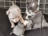 Chiots de type Chihuahua à vendre (1 femelle & 2 mâles)