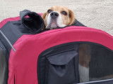 Lord, Beagle mâle LOF disponible pour saillie