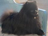 Spitz Allemand disponible pour saillie
