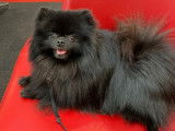 Spitz Allemand disponible pour saillie