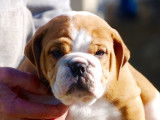Superbes chiots Bulldog Continental à vendre