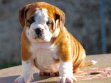 Superbes chiots Bulldog Continental à vendre