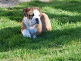 Superbes chiots Bulldog Continental à vendre