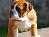 Superbes chiots Bulldog Continental à vendre